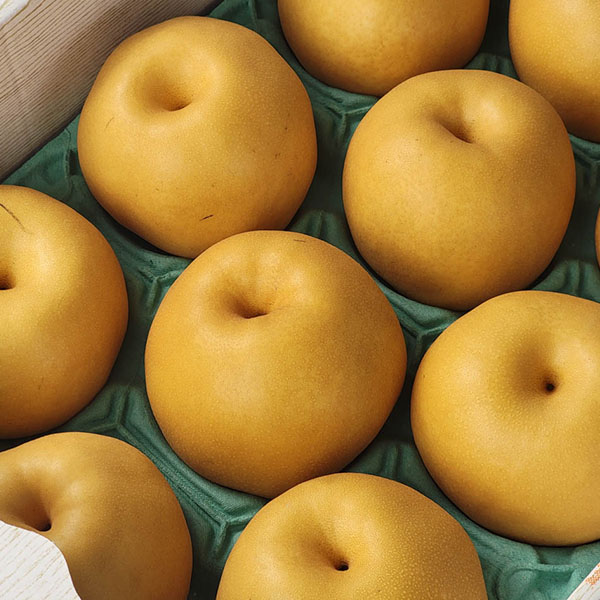 熊本県産 新高梨 5kg【お届け期間:9月20日〜10月31日】【秋の大収穫祭】 果物・野菜【季節の贈り物&ご褒美ギフト】 熊本県産 新高梨 5kg【お届け期間:9月20日〜10月31日】【秋の大収穫祭】 果物・野菜【季節の贈り物&ご褒美ギフト】