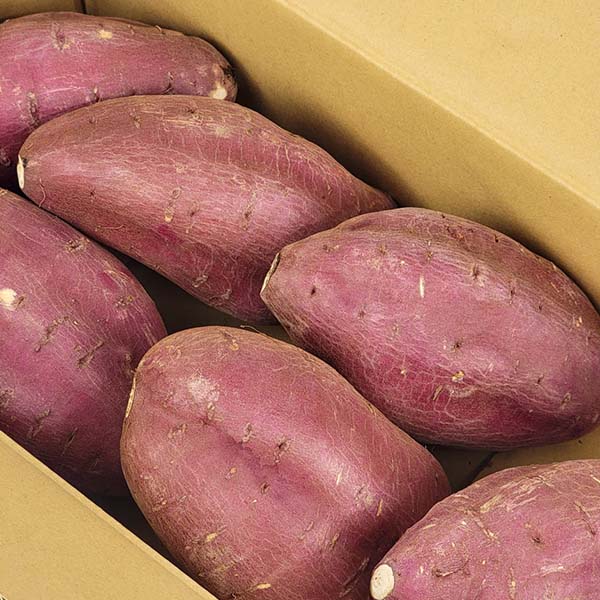 熊本県産 さつまいも 西原シルク(シルクスイート) 5kg 3L〜4Lサイズ【お届け期間:10月10日〜12月31日】【秋の大収穫祭】 果物・野菜【季節の贈り物&ご褒美ギフ 熊本県産 さつまいも 西原シルク(シルクスイート) 5kg 3L〜4Lサイズ【お届け期間:10月10日〜12月31日】【秋の大収穫祭】 果物・野菜【季節の贈り物&ご褒美ギフ