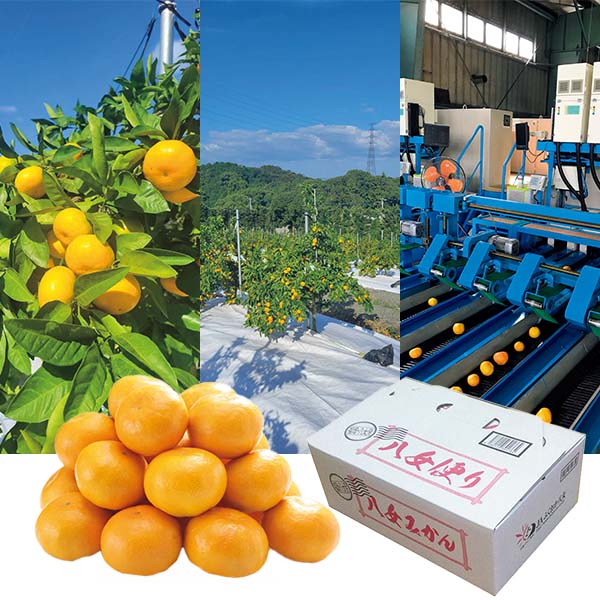 福岡県産 みかん 華たちばな(いしじ)糖度11度以上(お届け期間:11/15〜12/23)【冬の贈りもの・お歳暮】 果物・野菜【イオン特選お歳暮】 福岡県産 みかん 華たちばな(いしじ)糖度11度以上(お届け期間:11/15〜12/23)【冬の贈りもの・お歳暮】 果物・野菜【イオン特選お歳暮】