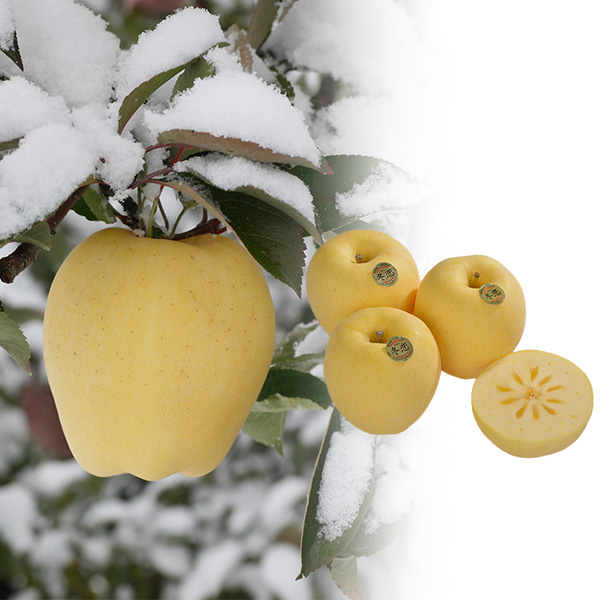 茧Y(JAԊ)  ͂邩(~) M`L 6 Gi1.5kgy40_z(͂ԁF1210`1230)y񂹁z ʕE؁yG߂̑蕨