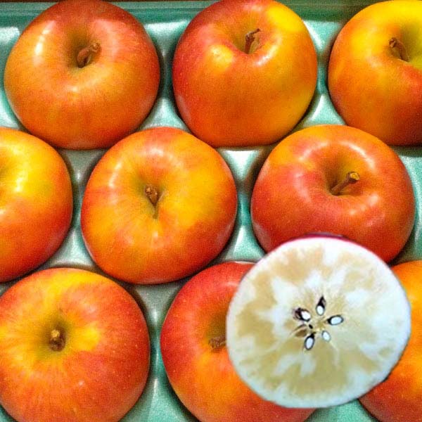 青森県産(JA津軽みらい石川) こみつりんご(黒箱)特選2kg【限定500点】(お届け期間:11月20日〜12月29日)【おいしいお取り寄せ】 果物・野菜【季節の贈り物&ご褒