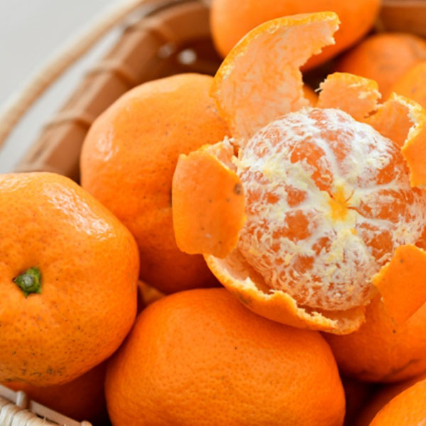 F{Y ݂݂݂̂ ƒp 3kgy1000_zy͂ԁF1115`1230zyubNtCf[z ʕE؁yG߂̑蕨JMtgz