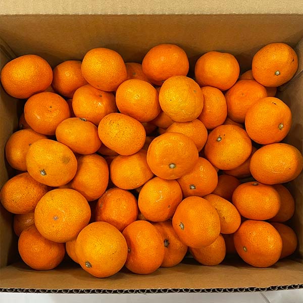 茧Y ݂ ỏ 3kgy100_zy͂ԁF1210`1230zyubNtCf[z ʕE؁yG߂̑蕨JMtgz