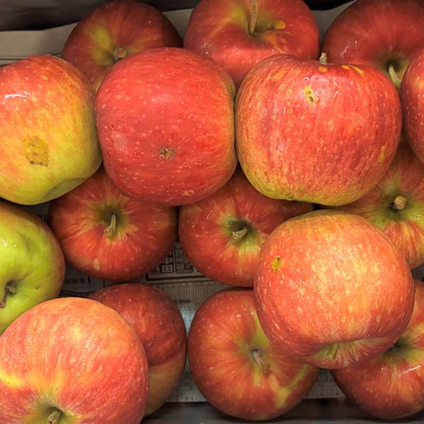 쌧Y uꍂ̃Tӂ(ƒp) 2.7kgy1000_zy͂ԁF121`1228zyubNtCf[z ʕE؁yG߂̑蕨J