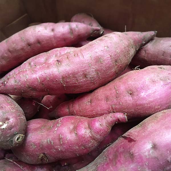 熊本県産 さつまいも 紅はるか サイズおまかせ 5kg【限定1500点】【お届け期間：11月10日〜12月30日】【ブラックフライデー】　商品画像1