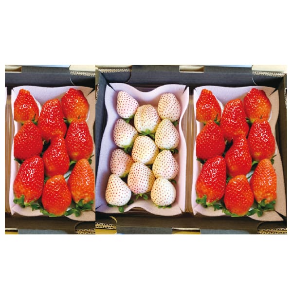 栃木県産真岡市地区ダンディ倶楽部さんのいちご食べ比べセット(とちあいか2パック・ミルキーベリー1パック)各250gパック【お届け期間】2026/1/7‐2026/3/31【KN 栃木県産真岡市地区ダンディ倶楽部さんのいちご食べ比べセット(とちあいか2パック・ミルキーベリー1パック)各250gパック【お届け期間】2026/1/7‐2026/3/31【KN
