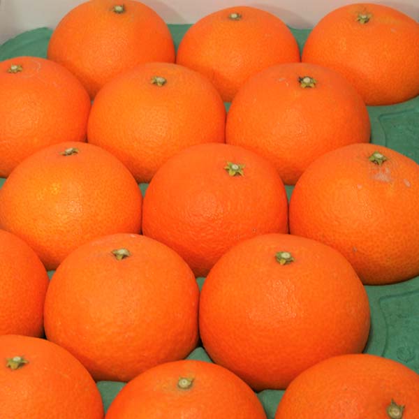 愛媛県産(JAえひめ中央中島選果場) 紅まどんな 1.5kg 赤秀 Lサイズ【限定150点】【お届け期間:11月20日〜12月25日】【ブラックフライデー】 果物・野菜【季節の 愛媛県産(JAえひめ中央中島選果場) 紅まどんな 1.5kg 赤秀 Lサイズ【限定150点】【お届け期間:11月20日〜12月25日】【ブラックフライデー】 果物・野菜【季節の