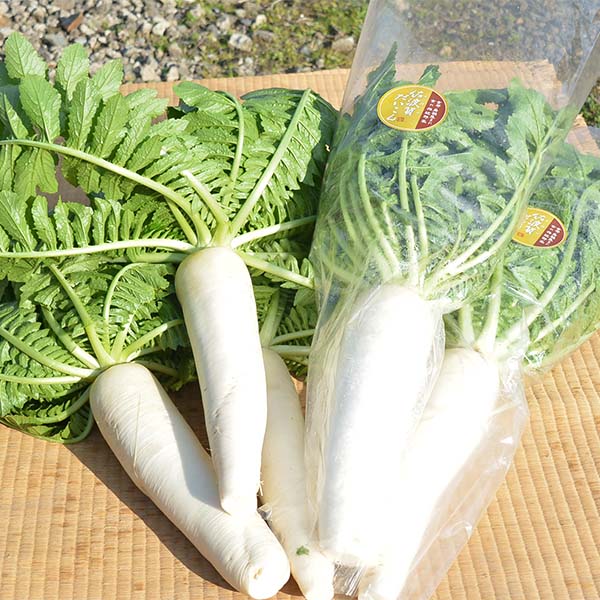 京都府舞鶴市 佐波賀だいこん 4本入 (1本1.5kg以上)【限定50点】【お届け期間：1月20日〜2月10日】【フードアルチザン】　商品画像1