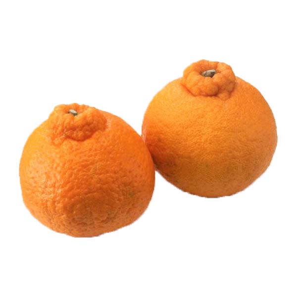 福岡県産(JA粕屋) デコポン 家庭用小玉 3.0kg【限定200点】【お届け期間：2月20日〜3月31日】【お買い得セール2月】　商品画像1