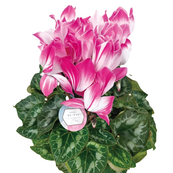 V_ VNut[Wva15cmA35cmAԁEsNny͂ԁz2025/12/16]2025/12/21yKNz ԁyG߂̑蕨JMt