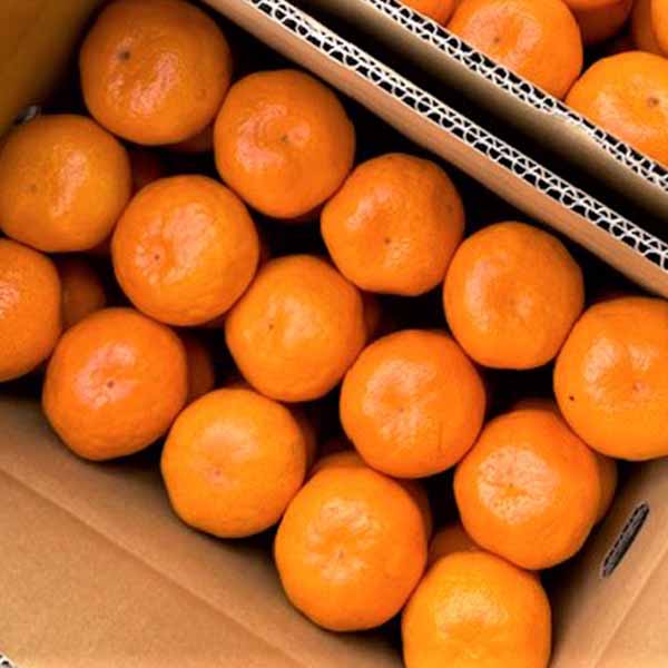 熊本県産 福嶌さんの小粒みかん バラ詰め 2kg【限定200点】【お届け期間:12月20日〜12月28日】【イオンゴールドカード会員さま限定特別セール12月】 商品画像1