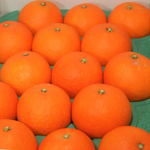 愛媛県産(JAえひめ中央中島選果場) 紅まどんな 1.2kg 青秀L〜2Lサイズ【限定50点】【お届け期間:12月8日〜12月25日】【おいしいお取り寄せ】 商品画像1