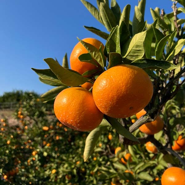 香川県産(JA香川県) 小原紅早生 金時紅 化粧箱入り 2.3kg【お届け期間：12月10日〜12月20日】【おいしいお取り寄せ】　商品画像1
