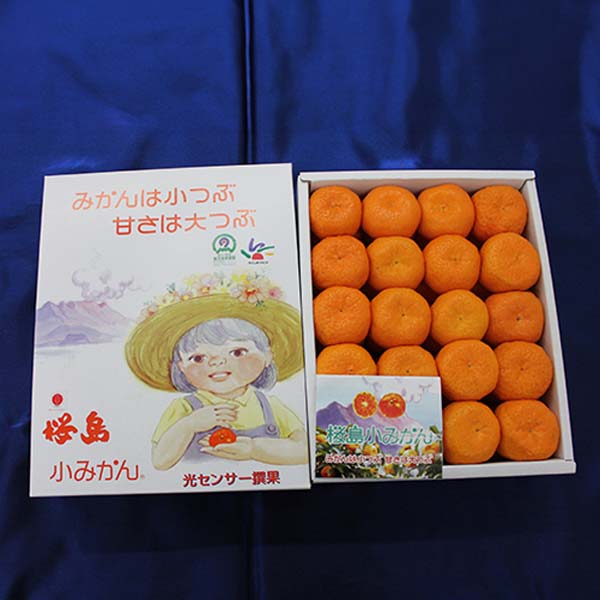 鹿児島県産 桜島小みかん 秀品 40玉【限定10点】【お届け期間：12月15日〜12月25日】【おいしいお取り寄せ】　商品画像1