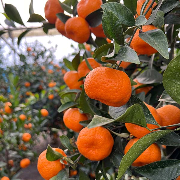 鹿児島県産 桜島小みかん(紅さくら) 優品 2L〜Mサイズ 3kg【限定50点】【お届け期間:12月10日〜12月25日】【おいしいお取り寄せ】 商品画像1