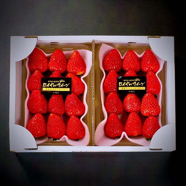 いちご いちご ①苺 いちご adidas ZX 8000