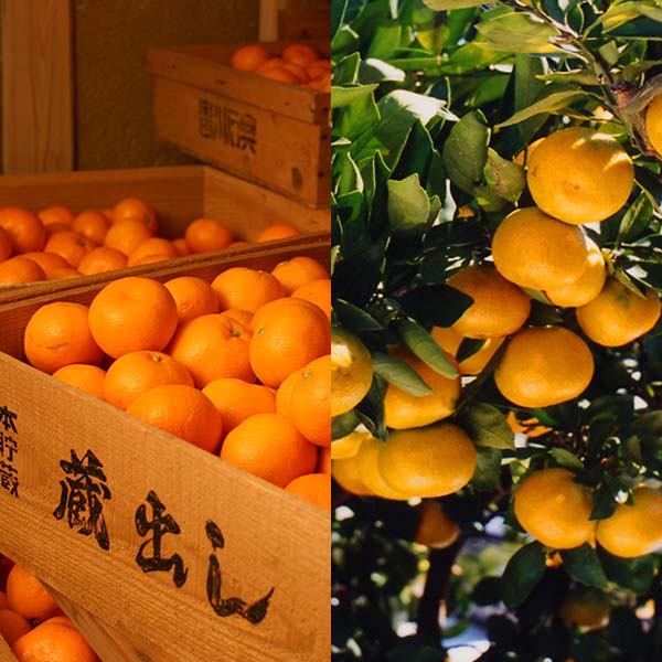 和歌山県産(JAわかやま しもつ蔵夢選果場)蔵出ししもつみかん(雛みかん)5kg L【限定100点】【お届け期間：1月20日〜2月28日】【初売り】【おいしいお取り寄せ】　商品画像1