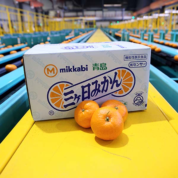 静岡県産(JAみっかび) 三ケ日 青島みかん 優品以上 3.5kg 4Lサイズ【お