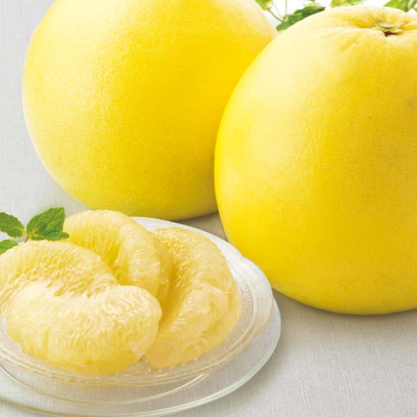 熊本県産 晩白柚 1玉【限定500点】【お届け期間：1月13日〜2月15日