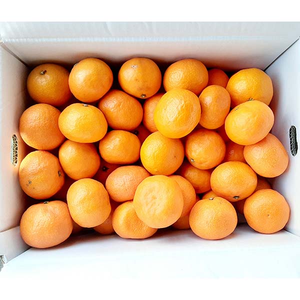 愛媛県産 柑橘 カラマンダリン(春のみかん) 2.8kg【お届け期間：4月1日〜4月30日】【Ａセレクション3月】　商品画像1