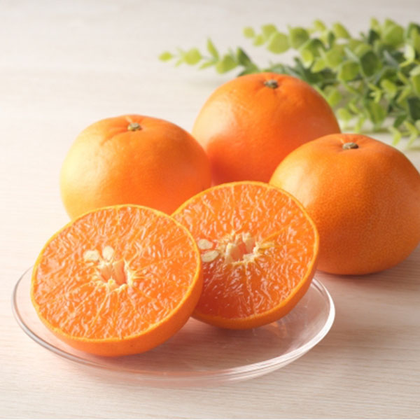 愛媛県 JAえひめ中央(中島) せとか (中島産) 計5kg以上 良L〜M【お届け期間:3月1日〜3月30日】【NN】 商品画像1