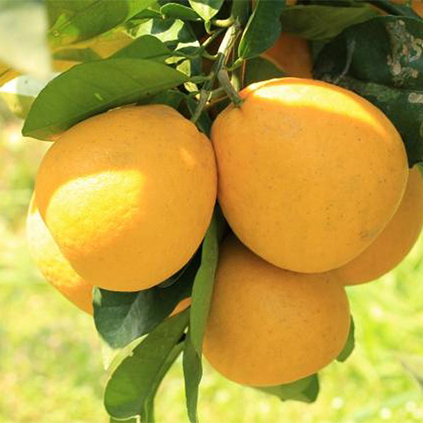 愛媛県 JAえひめ南 宇和ゴールド 計7kg以上 2L〜L【お届け期間:4月1日〜4月30日】【NN】　商品画像1