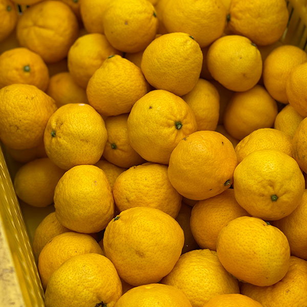 愛媛県八幡浜産 柑橘 媛小春 わけあり ご家庭用 4kg【限定500点】【お届け期間：2月20日〜3月10日】【お買い得セール2月】　商品画像1