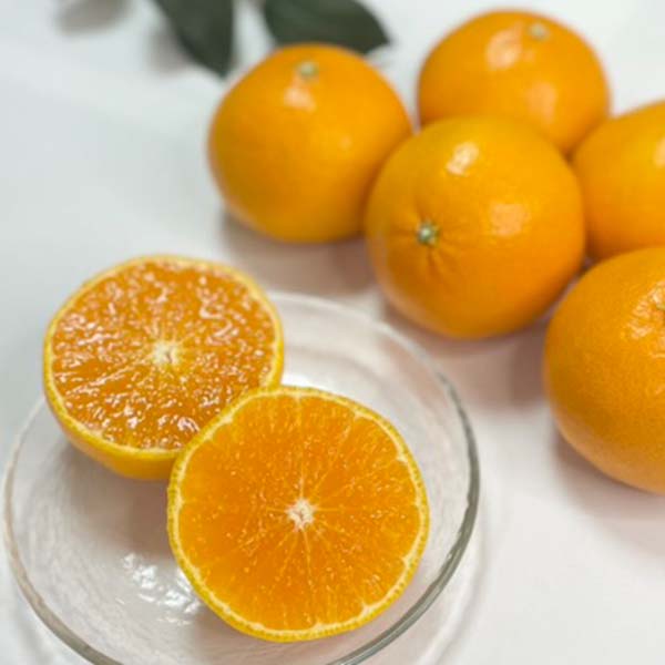 愛媛県産 柑橘 春あいか【限定100点】【お届け期間：3月1日〜3月31日】【お買い得セール2月】　商品画像1