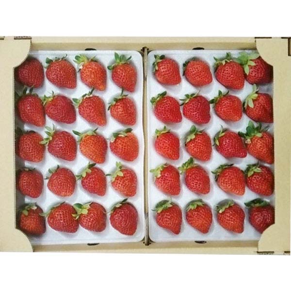 福岡県産 博多あまおう ソフトパック 2パック【九州フェア】【おいしいお取り寄せ】　商品画像1