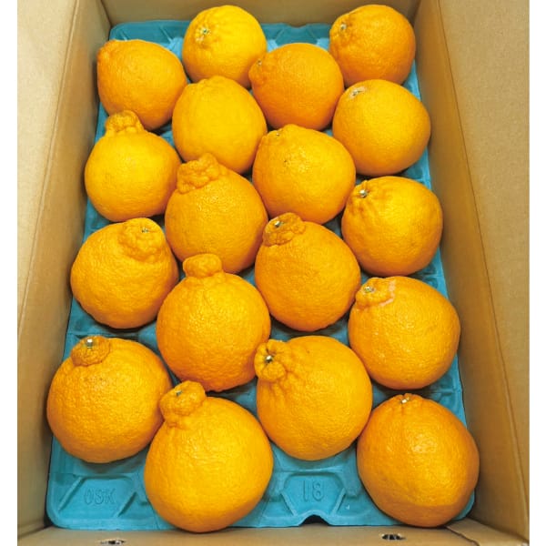 愛媛 JAえひめ中央もしくはJAえひめ南他 デコポン5kg【お届け期間】2026/03/17‐2026/04/02【超！春トク祭り】【KN】　商品画像1