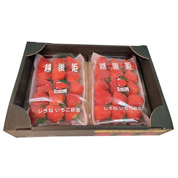 新潟県JA新潟かがやきいちご(越後姫)1パック・310g入×2パック【お届け期間】2026/03/10‐2026/05/10【KN】 商品画像1