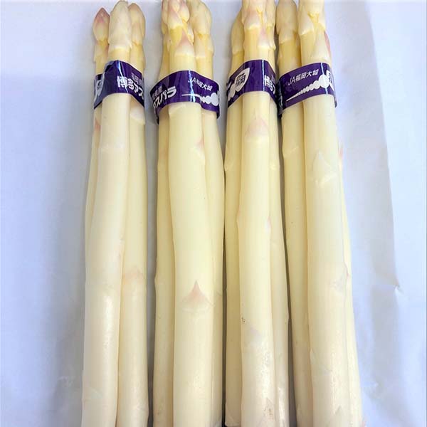 福岡県産 太芽アスパラガス ホワイト 800g 【限定10点】【お届け期間：3月20日〜4月30日】【超！春トク祭り】　商品画像1