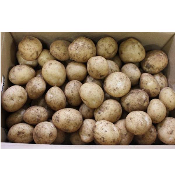 鹿児島県産 ばれいしょ 5kg【限定50点】【お届け期間:3月25日〜4月25日】【超!春トク祭り】 商品画像1