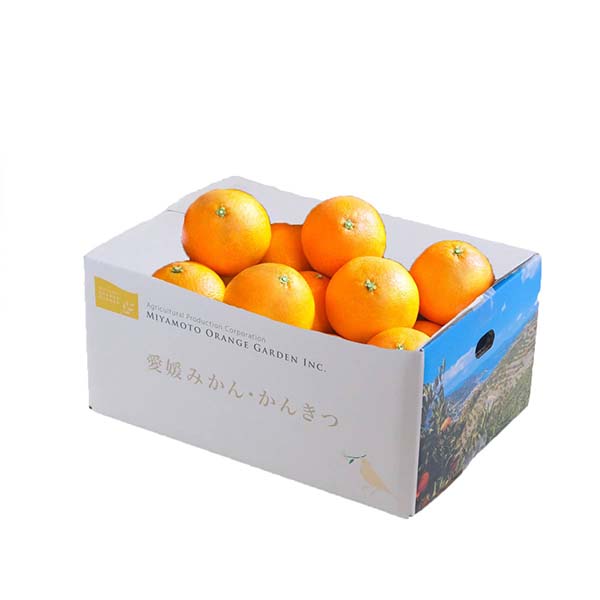 愛媛県八幡浜市産 せとか 秀品 2kg M〜2Lサイズ【限定500点】【お届け期間：3月20日〜3月31日】【超！春トク祭り】　商品画像1