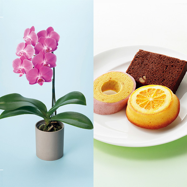 リーフ ミディ胡蝶蘭「ペニー」(SUSTEE付)+神戸スイーツポート 母の日焼き菓子セット【母の日】 商品画像1