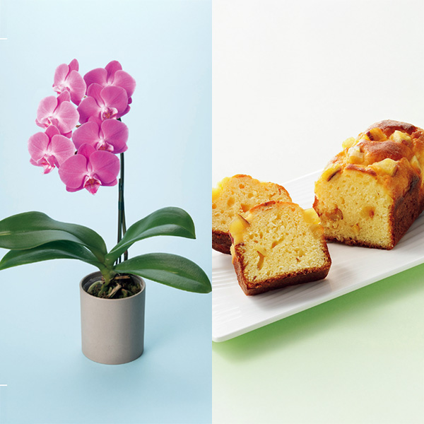 リーフ ミディ胡蝶蘭「ペニー」(SUSTEE付)＋東京堂 芋パウンドケーキ【母の日】　商品画像1