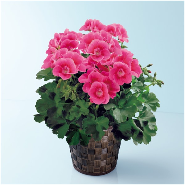 多田園芸 ゼラニューム「プリティリトルピンク」(SUSTEE付)【母の日】 商品画像1