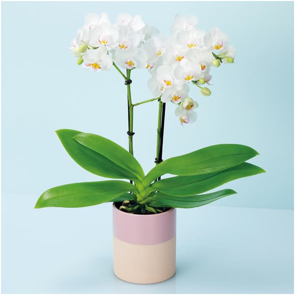 椎名洋ラン園 ミディ胡蝶蘭「小雪-koyuki-」2本立(SUSTEE付)【母の日】 商品画像1