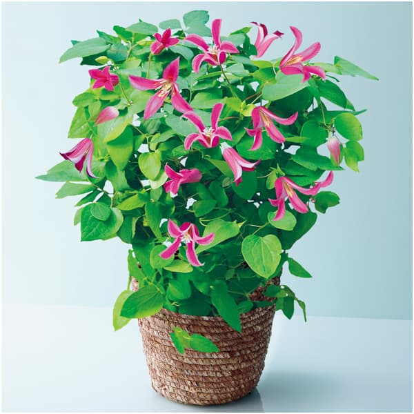 フローラハシモト クレマチス「プリンセスダイアナ」(SUSTEE付)【母の日】　商品画像1