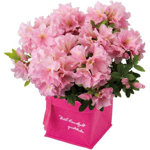 新津園芸 つつじ「姫孔雀」(SUSTEE付)【母の日】　商品画像1