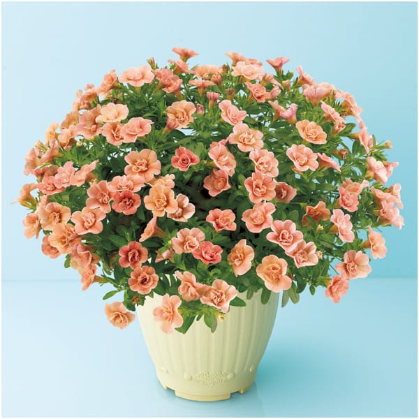 ジョルディカワムラ カリブラコアアンティーク No.38(SUSTEE付)【母の日】 商品画像1