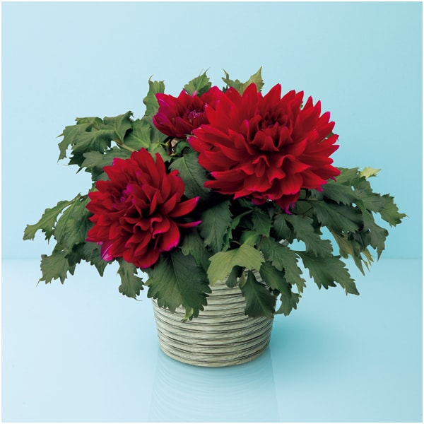 華金剛 ダリア「こまち」(SUSTEE付)【母の日】　商品画像1