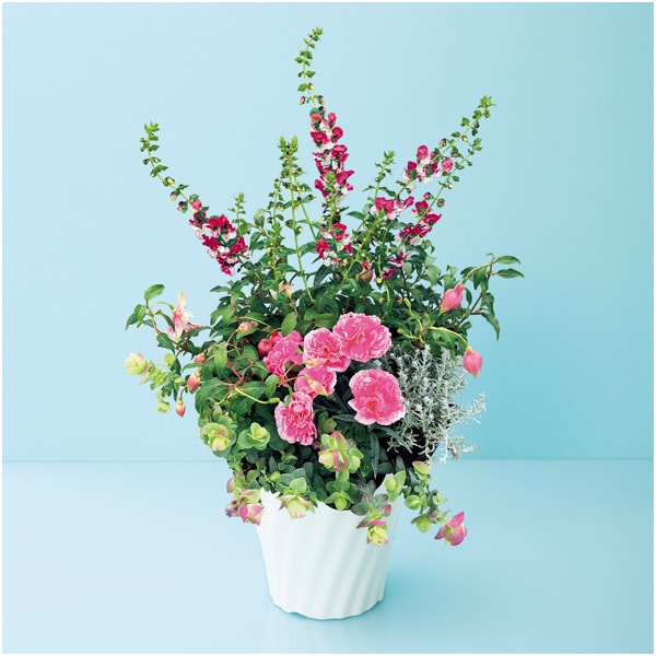 タカハシプランテーション カーネーションの寄せ植え(SUSTEE付)【母の日】　商品画像1