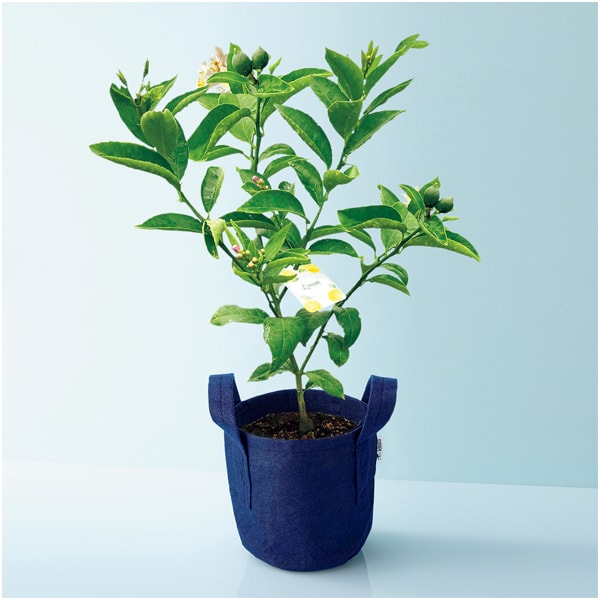 水澤園芸 レモンの木「サイパン」(SUSTEE付)【父の日】　商品画像1