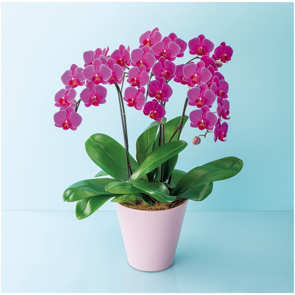 椎名洋ラン園 ミディ胡蝶蘭「フローラダイヤモンド」3本立(SUSTEE付)【父の日】　商品画像1