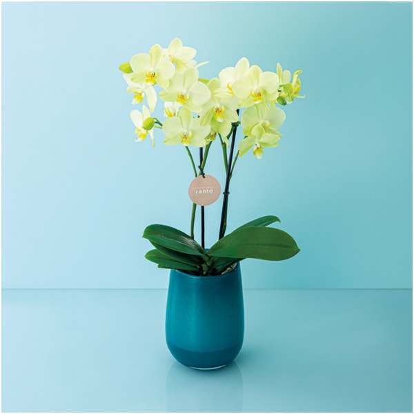 ranto ミディ胡蝶蘭「カーリー」2本立ち【父の日】　商品画像1