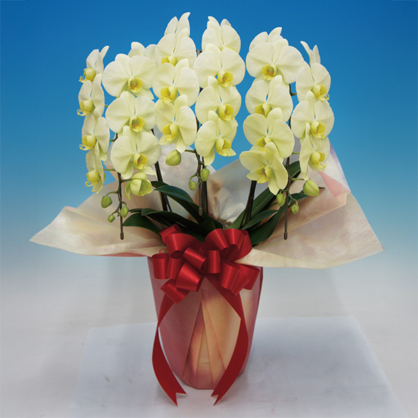 マルイ洋蘭開発センター 中輪胡蝶蘭3本立ち「グリーンハット」(SUSTEE付)【父の日】　商品画像1