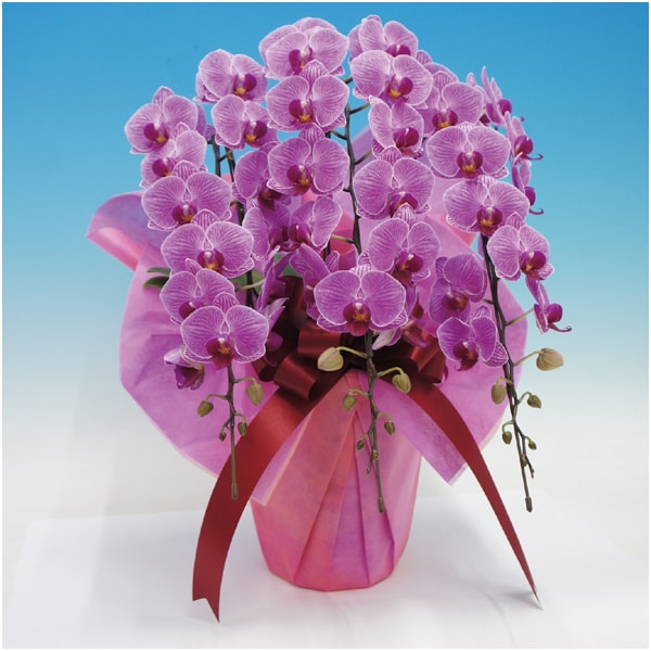 マルイ洋蘭開発センター 中輪胡蝶蘭3本立ち「リリーローズ」(SUSTEE付)【父の日】　商品画像1