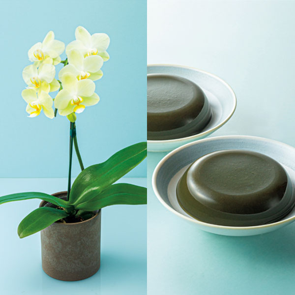 リーフ ミディ胡蝶蘭「グリーンピクシー」(SUSTEE付)＋太田製茶 玉露入りわらび餅【父の日】　商品画像1