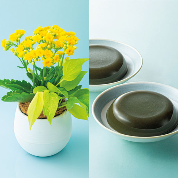SUNCOF インテリアグリーンの寄せ植え(SUSTEE付)+太田製茶 玉露入りわらび餅【父の日】 商品画像1